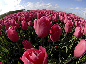 Telerik UI for ASP.NET MVC Cards tulips